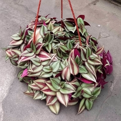 Tradescantia Zebrina - tienda online