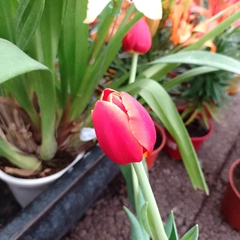 Tulipán - comprar online