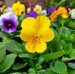 Violas