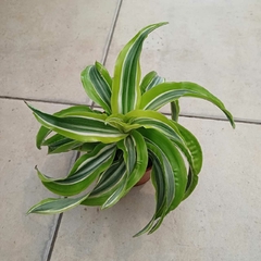 Dracaena Warnecki Lemon