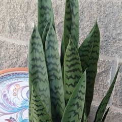 Sansevieria Verde (Artificial)