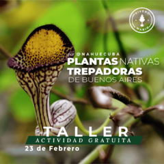 "Plantas Trepadoras Nativas de Buenos Aires" por @nahuecuba