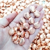 conchas-para-bijuterias
