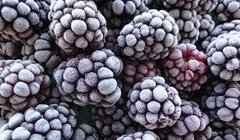 MORAS CONGELADAS X 150 GRS