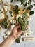 Cactus Silueta - comprar online