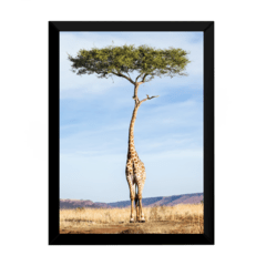 Lindo quadro decoração surreal a girafa na arvore 42x29