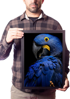 Quadro Arara Azul Papagaio Animal Selvagem Decoração