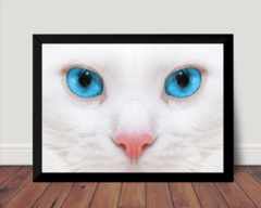 Quadro Decorativo Gato Branco Dos Olhos Azuis