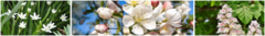 Banner de la categoría Florales