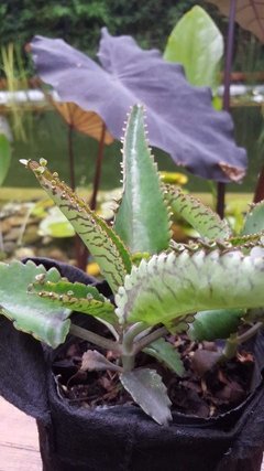 Imagen de Planta de Kalanchoe Daigremontiana