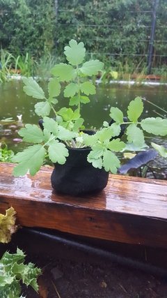 Planta de Celedonia en internet