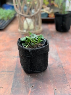 Planta de Centella asiatica