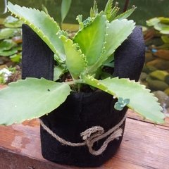 Planta de Kalanchoe laetivirens - comprar online