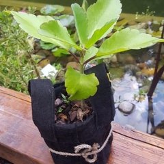 Planta de Kalanchoe pinnata