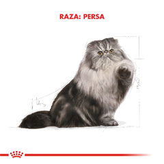 Alimento Royal Canin Persian para Gatos Adultos - TotalPet