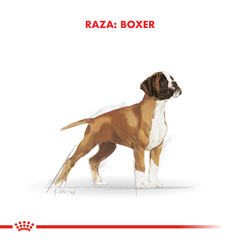 Alimento Royal Canin Boxer Junior para Perros Cachorros - TotalPet