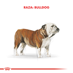 Imagen de Alimento Royal Canin Bulldog Ingles para Perros Adultos