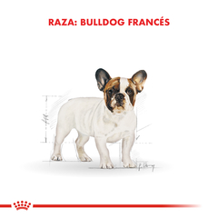 Alimento Royal Canin Bulldog Frances Junior para Perros Cachorros - tienda online