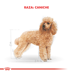 Alimento Royal Canin Caniche Adult para Perros Adultos - tienda online