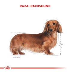 Alimento Royal Canin Dachshund Adult para Perros Adultos en internet