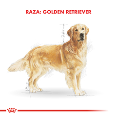 Alimento Royal Canin Golden Retriever Adult para Perros Adultos - TotalPet