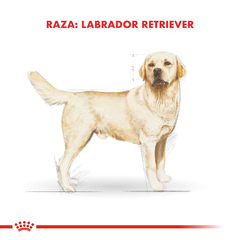 Alimento Royal Canin Labrador Retriever Adult para Perros Adultos - TotalPet