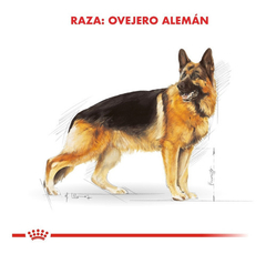 Alimento Royal Canin Ovejero Aleman para Perros Adultos - TotalPet