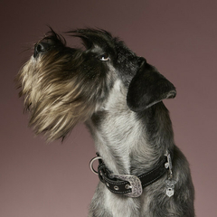 Chapita SCHNAUZER 1 minuto en internet