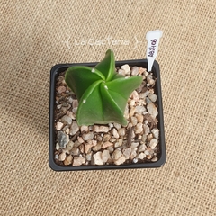 AB2406 - Astrophytum myriostigma nudum