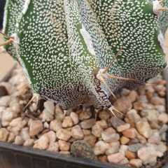 OUTLET - Astrophytum ornatum Hakujo M10 en internet