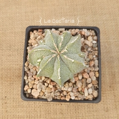 OUTLET - Astrophytum ornatum Fukuryu Hakujo M10