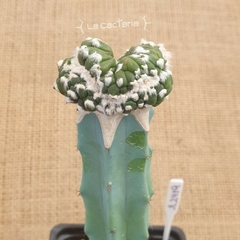 JL2419 - Astrophytum asterias cv. Kikko Feather Flower Akabana f. Cristata injertado - comprar online