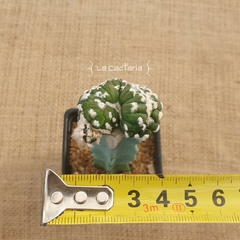 JL2419 - Astrophytum asterias cv. Kikko Feather Flower Akabana f. Cristata injertado - tienda online