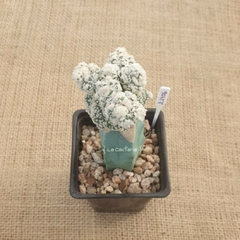 JL2406 - Astrophytum asterias Kikko Superkabuto prolífero injertado