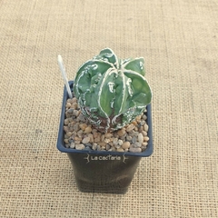 OCT164 - Astrophytum myriostigma cv. Fukuryu Hakujo variegado - La Cactaria