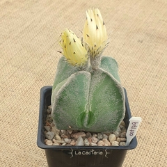 OCT179 - Astrophytum myriostigma cuadricostatum