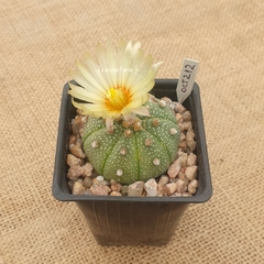 OCT212 - Astrophytum asterias