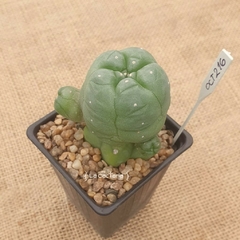 OCT216 - Lophophora williamsii var. caespitosa injertada - comprar online