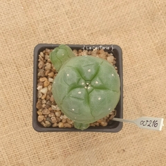 OCT216 - Lophophora williamsii var. caespitosa injertada en internet