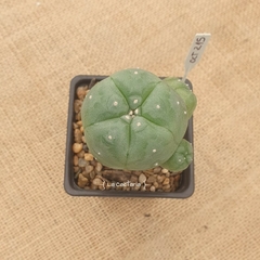 OCT215 - Lophophora williamsii var. caespitosa injertada - comprar online