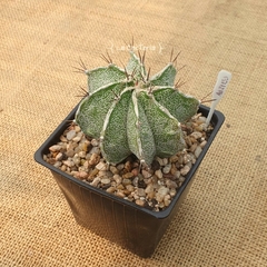 OUTLET - Astrophytum ornatum Fukuryu Hakujo M10 en internet