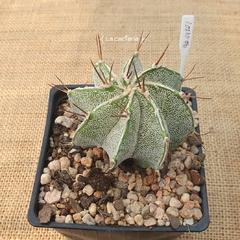 OUTLET - Astrophytum ornatum Fukuryu Hakujo M10 - tienda online