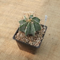 AB24102 - Astrophytum ornatum M10 en internet