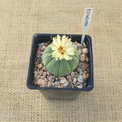 NOV24127 - Astrophytum asterias