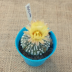 NOV2391 - Astrophytum asterias cv. Superkabuto - comprar online