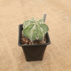 NOV24232 - Astrophytum ornatum Fukuryu doble Hakujo - comprar online