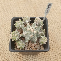 NOV24230 - Astrophytum ornatum Fukuryu prolifero - comprar online