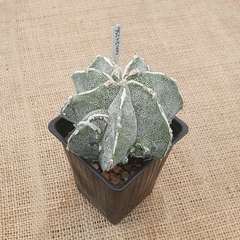 NOV24256 - Astrophytum ornatum Fukuryu Hakujo - comprar online