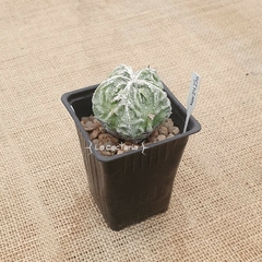 NOV24250 - Astrophytum ornatum Fukuryu Hakujo especial - comprar online