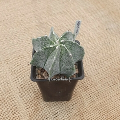 NOV24235- Astrophytum ornatum multicostatum - comprar online